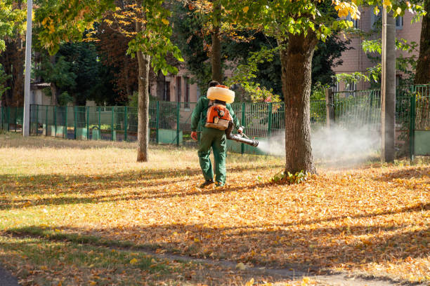 Best Mosquito Control Services  in North Alamo, TX
